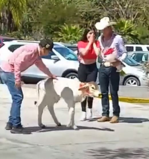 Joven confiesa su amor a una chica regalándole un becerro VIDEO Mente Política