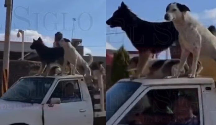 Captan A Perritos En Camioneta Y Moviéndose Con Corridos Tumbados Video Mente Política 6271